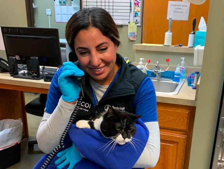 Xrays for Cats & Dogs