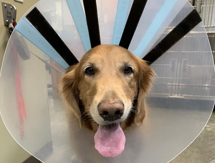Emergency Veterinary Care